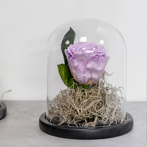Purple rose in a glass dome on a white background