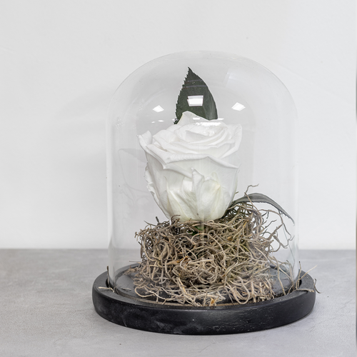 White rose in a glass dome on a gray surface with a blurred background