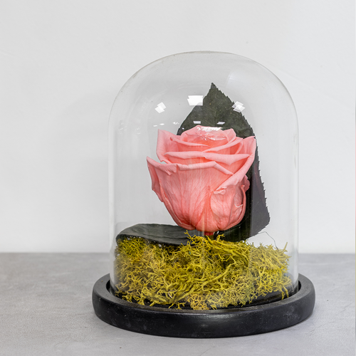 Pink rose in a glass dome on a gray surface with a blurred background