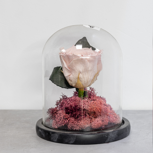 Pink rose in a glass dome on a gray surface with a blurred background