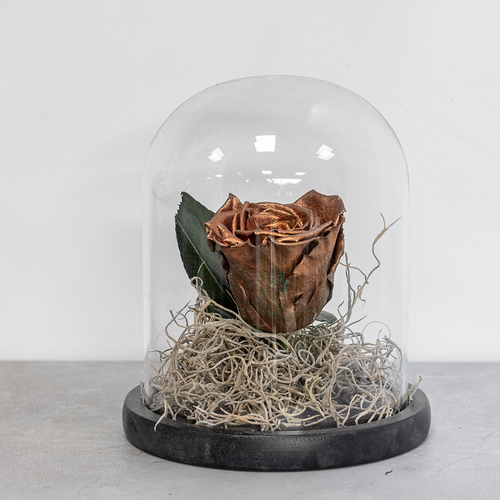 Dried rose inside a glass dome on a white background