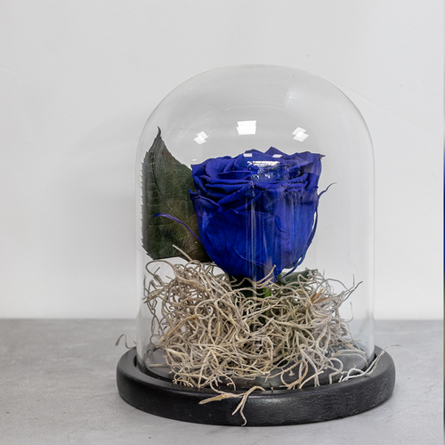 Blue rose in a glass dome on a light gray surface with a blurred background