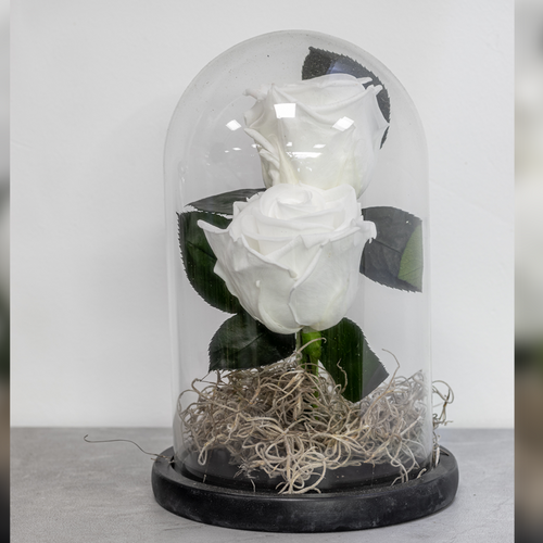 White rose inside a glass dome on a light gray background