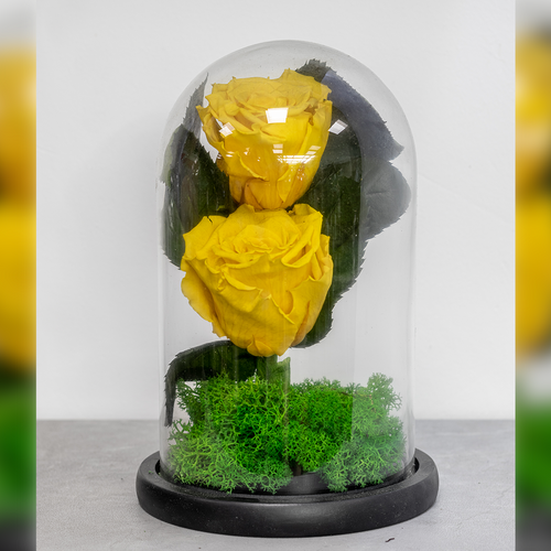 Two yellow roses in a glass dome with green moss on a gray surface.