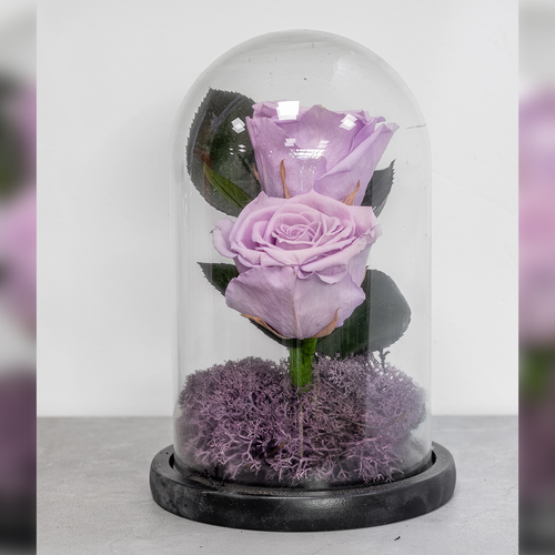 Purple rose inside a glass dome on a gray surface with a blurred background
