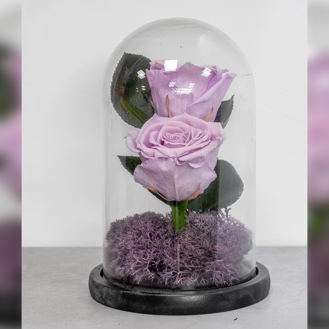 Purple rose inside a glass dome on a gray surface with a blurred background