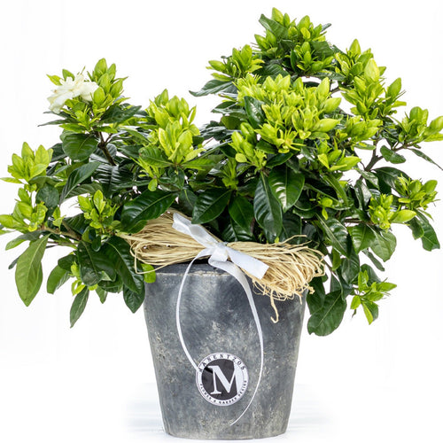 Potted plant with a decorative rope and label on a white background