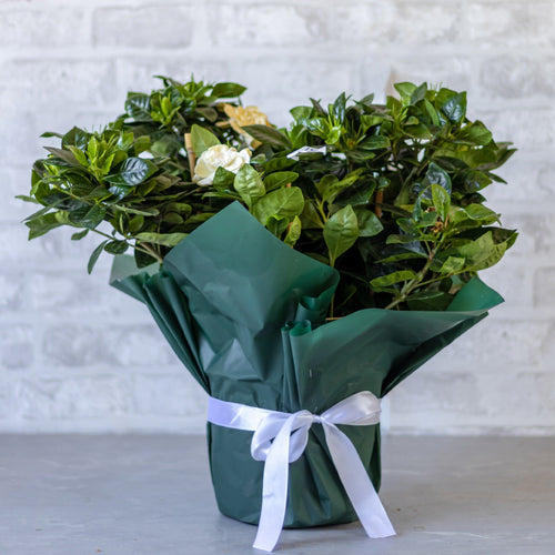 Bouquet of green plants wrapped in green paper with a white ribbon on a light gray background