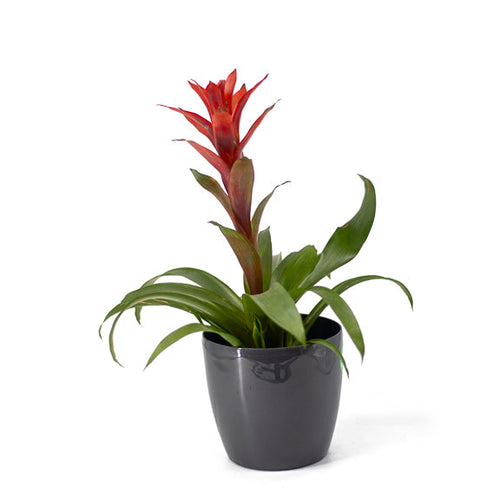 Potted plant with red flower on a white background