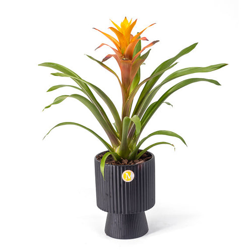 Potted plant with a yellow flower on a white background