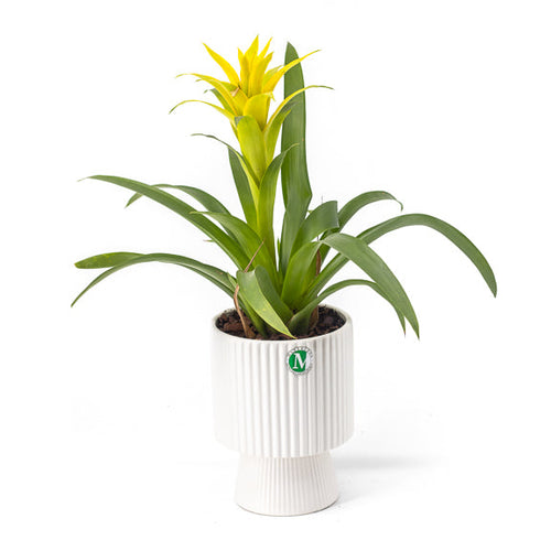 Potted plant with yellow flowers in a white pot on a white background