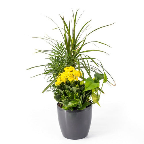 Potted plant with yellow flowers on a white background