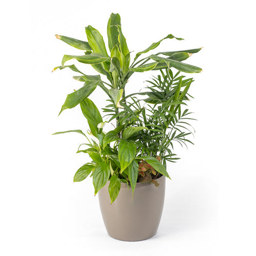 Potted plant on a white background