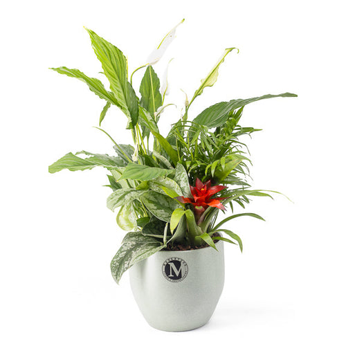 Potted plant with a white pot on a white background