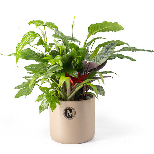 Potted plant with a visible brand logo on a white background