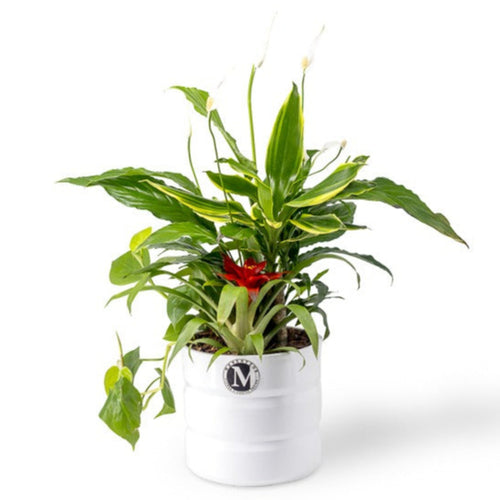 Potted plant with a white pot on a white background