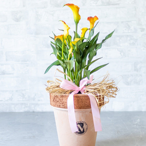 Potted plant with yellow flowers on a light background