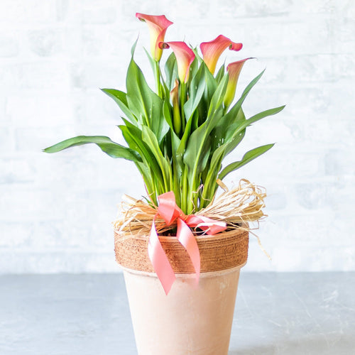 Potted plant with red flowers on a light background
