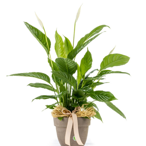 Potted plant with green leaves on a white background