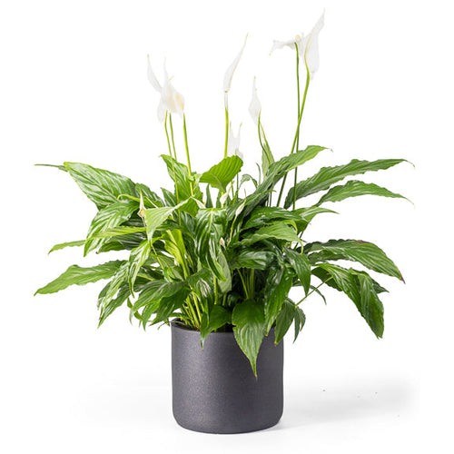 Potted plant with white flowers on a white background
