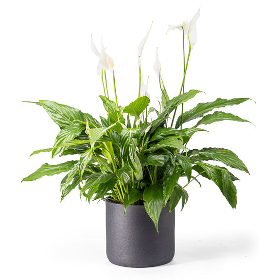 Potted plant with white flowers on a white background