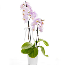 Load image into Gallery viewer, Potted orchid plant with pink flowers on a white background
