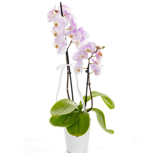 Potted orchid plant with pink flowers on a white background