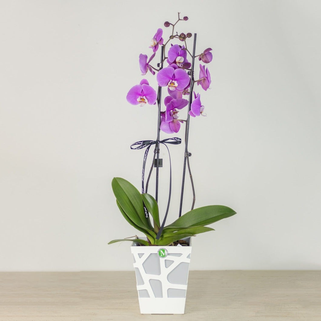 Two Stem Purple orchid in mosaic Pot No1519