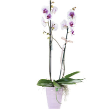 Load image into Gallery viewer, Two Stem White And Purple Orchid No1516
