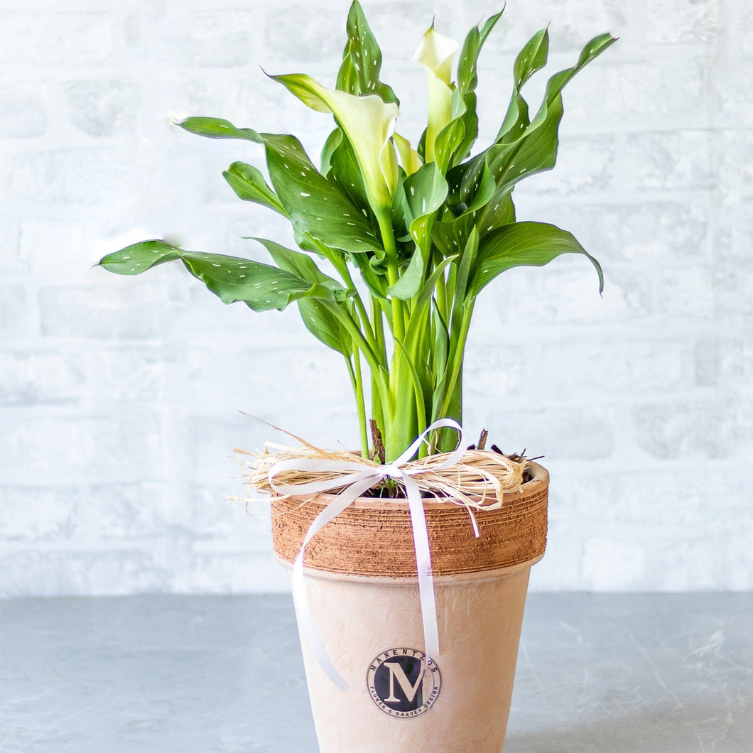 White Calla Lillie In Pot No1419