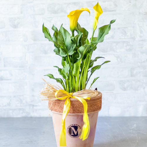 Potted plant with yellow flowers and a decorative bow on a light gray background