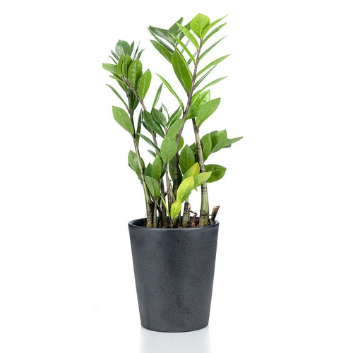 Potted plant with green leaves on a white background