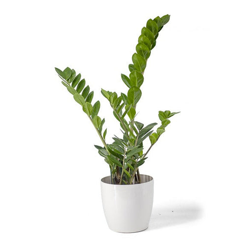 Potted plant on a white background