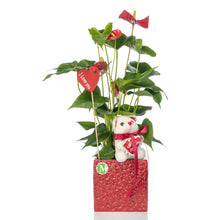 Load image into Gallery viewer, Valentine Anthurium
