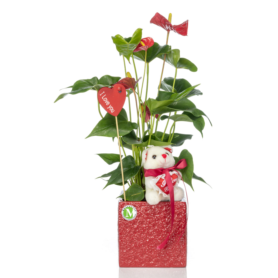 Valentine Anthurium