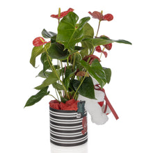 Load image into Gallery viewer, Valentine Red Anthurium
