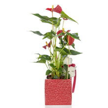 Load image into Gallery viewer, Valentine Anthurium
