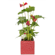 Load image into Gallery viewer, Valentine Anthurium
