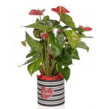 Load image into Gallery viewer, Valentine Red Anthurium
