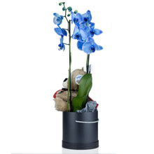 Load image into Gallery viewer, Valentine Blue Orchid
