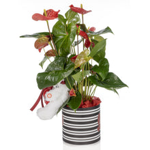 Load image into Gallery viewer, Valentine Red Anthurium
