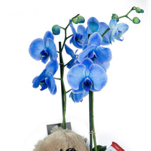 Load image into Gallery viewer, Valentine Blue Orchid
