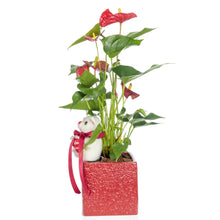 Load image into Gallery viewer, Valentine Anthurium
