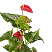 Load image into Gallery viewer, Valentine Anthurium
