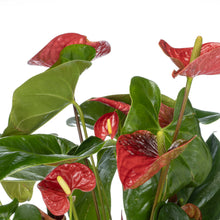 Load image into Gallery viewer, Valentine Red Anthurium
