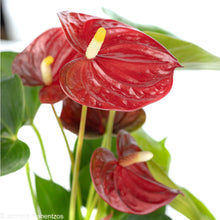 Load image into Gallery viewer, Anthurium
