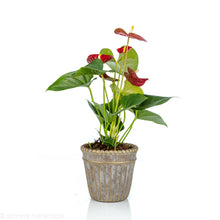 Load image into Gallery viewer, Anthurium
