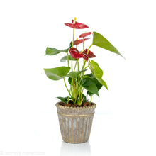 Load image into Gallery viewer, Anthurium
