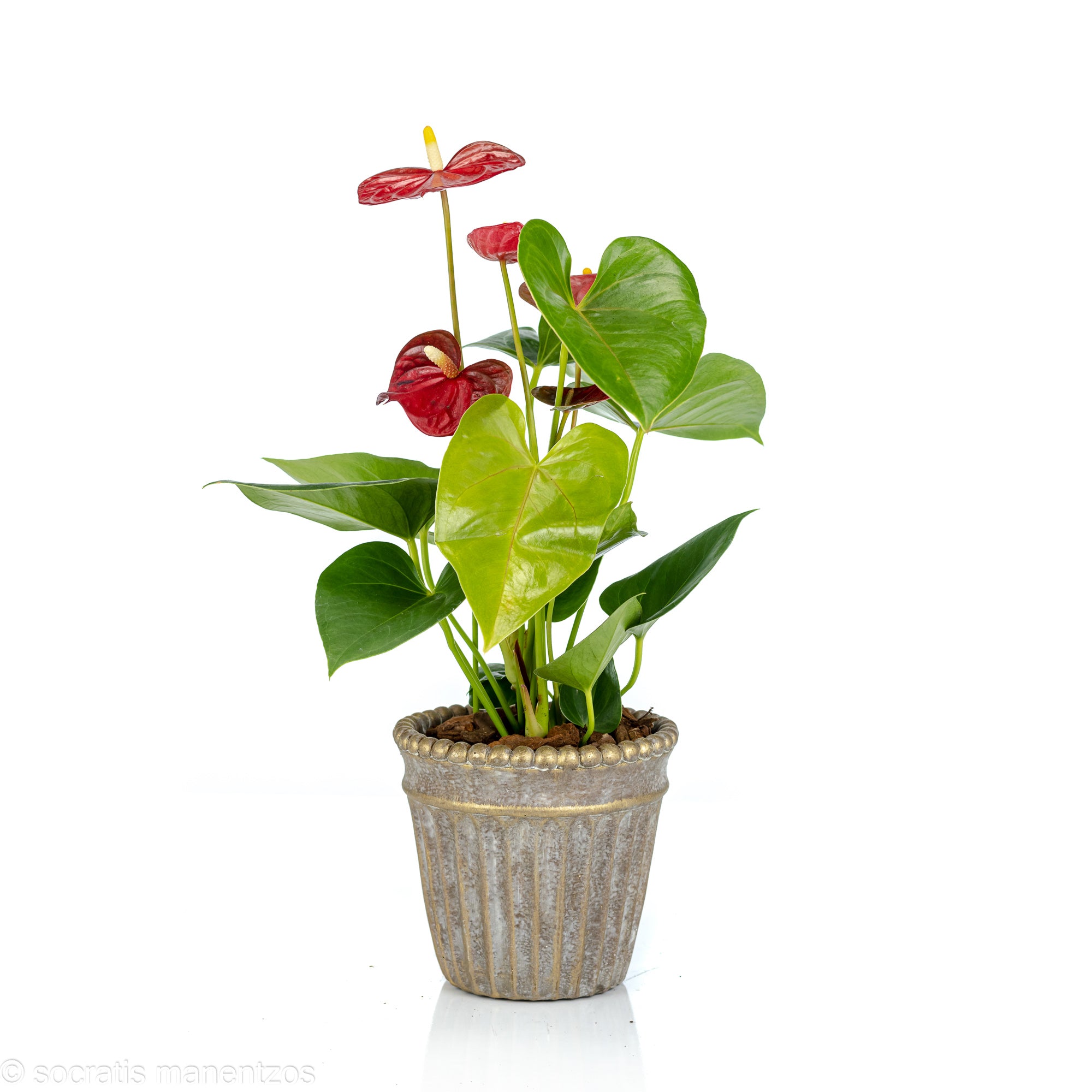 Anthurium