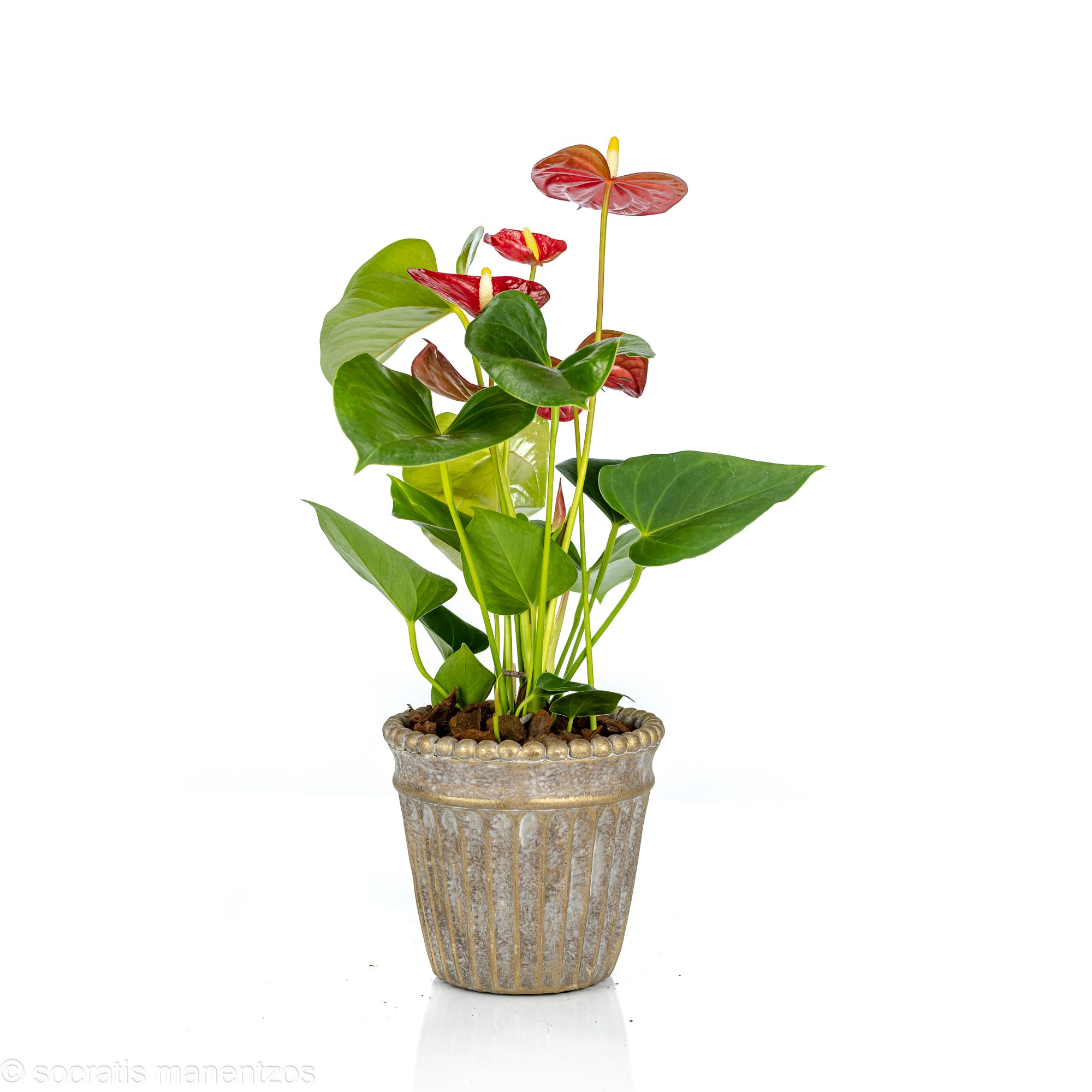 Anthurium